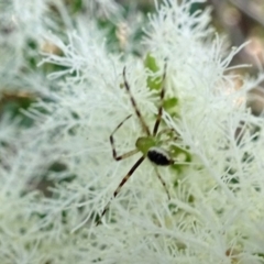 Australomisidia pilula (Lozenge-shaped Flower Spider) at Isaacs, ACT - 10 Dec 2019 by galah681