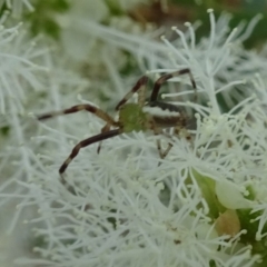 Australomisidia pilula at Isaacs, ACT - 10 Dec 2019 09:22 AM