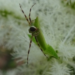 Australomisidia pilula at Isaacs, ACT - 10 Dec 2019