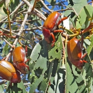 Anoplognathus montanus at Molonglo Valley, ACT - 5 Dec 2019