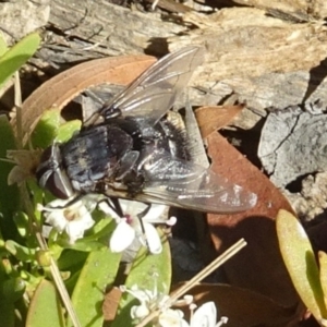 Rutilia (Donovanius) sp. (genus & subgenus) at Molonglo Valley, ACT - 5 Dec 2019