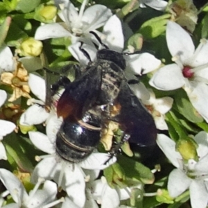 Austroscolia soror at Molonglo Valley, ACT - 5 Dec 2019