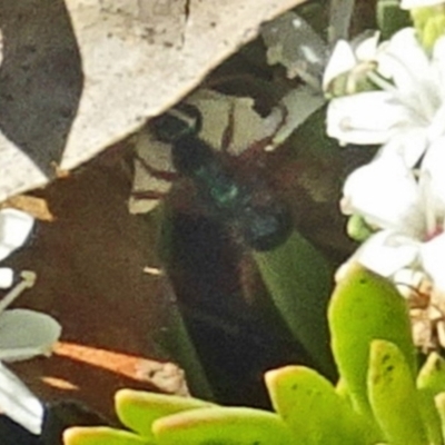 Unverified Beetle (Coleoptera) at Sth Tablelands Ecosystem Park - 5 Dec 2019 by galah681