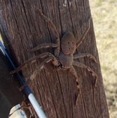 Isopeda sp. (genus) (Huntsman Spider) at Molonglo Valley, ACT - 5 Dec 2019 by galah681