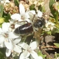 Apis mellifera (European honey bee) at Sth Tablelands Ecosystem Park - 11 Dec 2019 by galah681