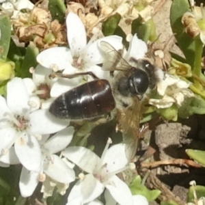 Apis mellifera at Molonglo Valley, ACT - 12 Dec 2019