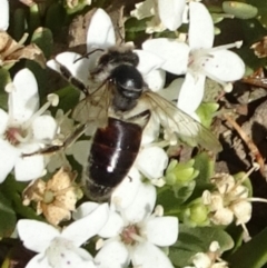 Apis mellifera at Molonglo Valley, ACT - 12 Dec 2019