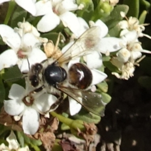 Apis mellifera at Molonglo Valley, ACT - 12 Dec 2019