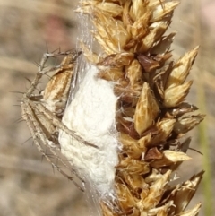 Oxyopes (genus) (Lynx spider) at Molonglo Valley, ACT - 12 Dec 2019 by galah681