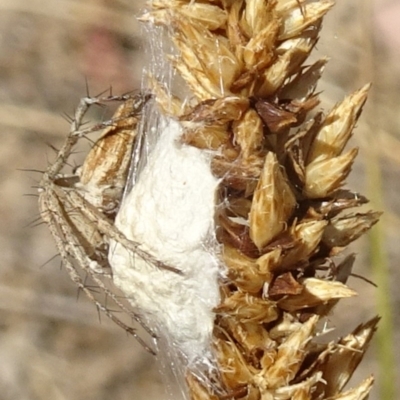 Oxyopes (genus) (Lynx spider) at Molonglo Valley, ACT - 12 Dec 2019 by galah681