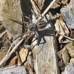 Venatrix sp. (genus) (Unidentified Venatrix wolf spider) at Molonglo Valley, ACT - 11 Dec 2019 by galah681