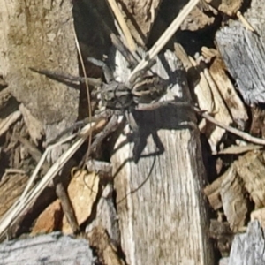 Venatrix sp. (genus) at Molonglo Valley, ACT - 12 Dec 2019