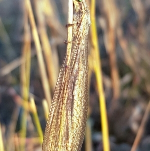 Heoclisis fundata at Gilmore, ACT - 16 Dec 2019