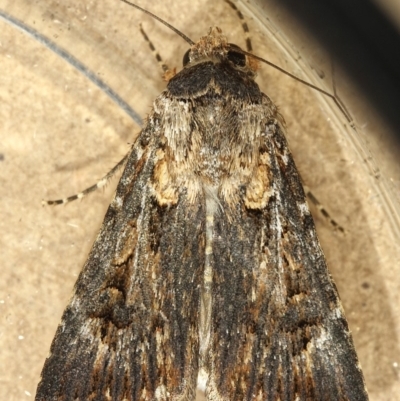 Agrotis munda (Brown Cutworm) at Kambah, ACT - 16 Dec 2019 by Marthijn