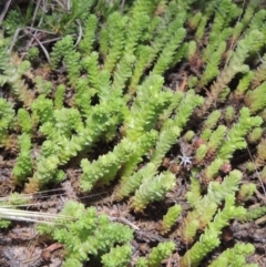 Sedum acre (Goldmoss Stonecrop) at Tennent, ACT - 11 Nov 2019 by MichaelBedingfield