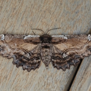 Pholodes sinistraria at Ainslie, ACT - 16 Dec 2019