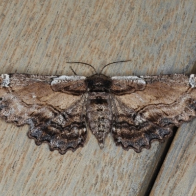 Pholodes sinistraria (Sinister or Frilled Bark Moth) at Ainslie, ACT - 16 Dec 2019 by jbromilow50