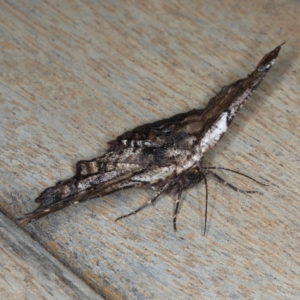 Pholodes sinistraria at Ainslie, ACT - 16 Dec 2019