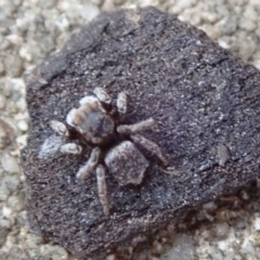 Maratus vespertilio (Bat-like peacock spider) at Spence, ACT - 16 Dec 2019 by Laserchemisty