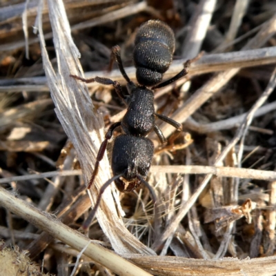 Pseudoneoponera sp. (genus) (Foaming ants) at Googong, NSW - 17 Dec 2019 by Wandiyali