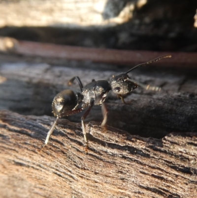 Polyrhachis sp. (genus) (A spiny ant) at Googong, NSW - 16 Dec 2019 by Wandiyali