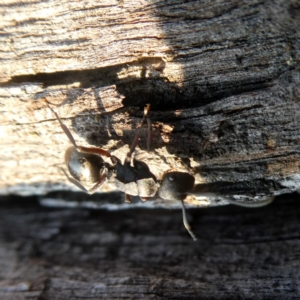 Polyrhachis sp. (genus) at Googong, NSW - 17 Dec 2019 07:23 AM