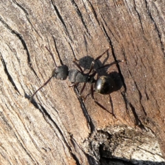 Polyrhachis sp. (genus) at Googong, NSW - 17 Dec 2019 07:23 AM