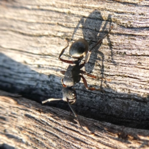 Polyrhachis sp. (genus) at Googong, NSW - 17 Dec 2019 07:23 AM