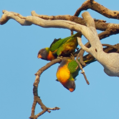 Trichoglossus moluccanus (Rainbow Lorikeet) at Chisholm, ACT - 16 Dec 2019 by Roman