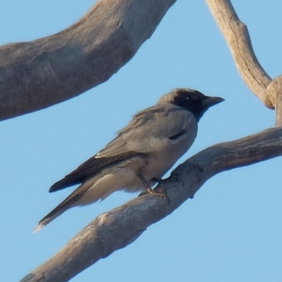 Coracina novaehollandiae (Black-faced Cuckooshrike) at Hume Paddocks - 16 Dec 2019 by Roman