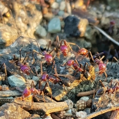 Iridomyrmex purpureus (Meat Ant) at Chisholm, ACT - 16 Dec 2019 by RomanSoroka