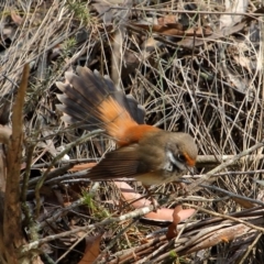 Rhipidura rufifrons (Rufous Fantail) at Bundanoon, NSW - 16 Dec 2019 by Snowflake