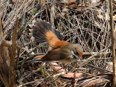 Rhipidura rufifrons (Rufous Fantail) at Bundanoon, NSW - 16 Dec 2019 by Snowflake