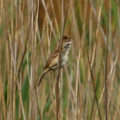 Acrocephalus australis (Australian Reed-Warbler) at Burradoo, NSW - 14 Dec 2019 by Snowflake