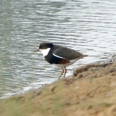 Erythrogonys cinctus (Red-kneed Dotterel) at Moss Vale, NSW - 14 Dec 2019 by Snowflake