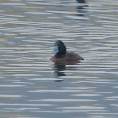 Oxyura australis (Blue-billed Duck) at Moss Vale, NSW - 15 Dec 2019 by Snowflake