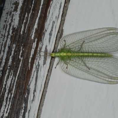 Nothancyla verreauxi (A Green Lacewing (with wide wings)) at Ainslie, ACT - 16 Dec 2019 by jb2602