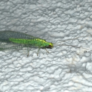 Apertochrysa edwardsi at Ainslie, ACT - 16 Dec 2019