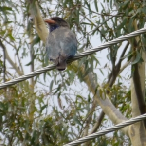 Eurystomus orientalis at Aranda, ACT - 12 Feb 2015