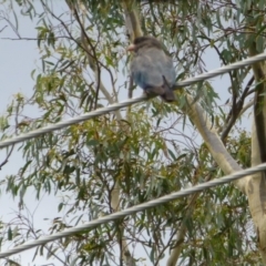 Eurystomus orientalis at Aranda, ACT - 12 Feb 2015