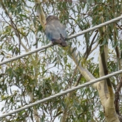 Eurystomus orientalis at Aranda, ACT - 12 Feb 2015