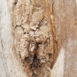 Eucalyptus globulus subsp. bicostata at Garran, ACT - 16 Nov 2019 04:24 PM