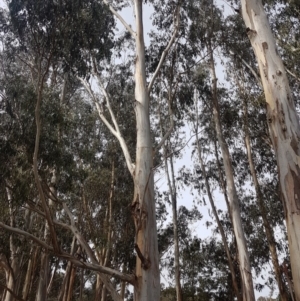 Eucalyptus globulus subsp. bicostata at Garran, ACT - 16 Nov 2019 04:24 PM