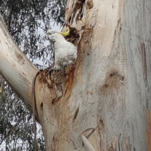 Eucalyptus globulus subsp. bicostata at Garran, ACT - 16 Nov 2019 04:24 PM