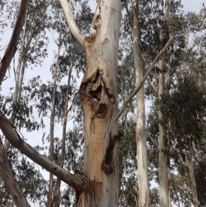 Eucalyptus globulus subsp. bicostata at Garran, ACT - 16 Nov 2019 04:24 PM