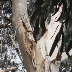 Eucalyptus globulus subsp. bicostata at Garran, ACT - 16 Nov 2019 04:24 PM