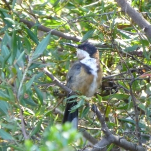 Acanthorhynchus tenuirostris at Molonglo Valley, ACT - 15 Feb 2015