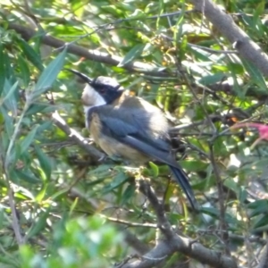 Acanthorhynchus tenuirostris at Molonglo Valley, ACT - 15 Feb 2015