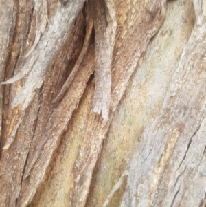 Eucalyptus globulus subsp. bicostata at Garran, ACT - 15 Dec 2019