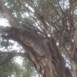 Eucalyptus globulus subsp. bicostata at Garran, ACT - 15 Dec 2019